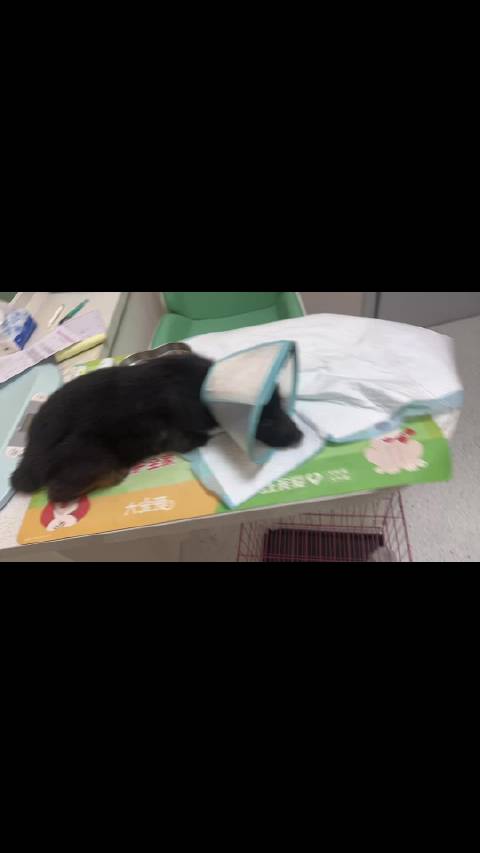 肥东德牧幼犬染细小冠状双感染，无力救治求众筹