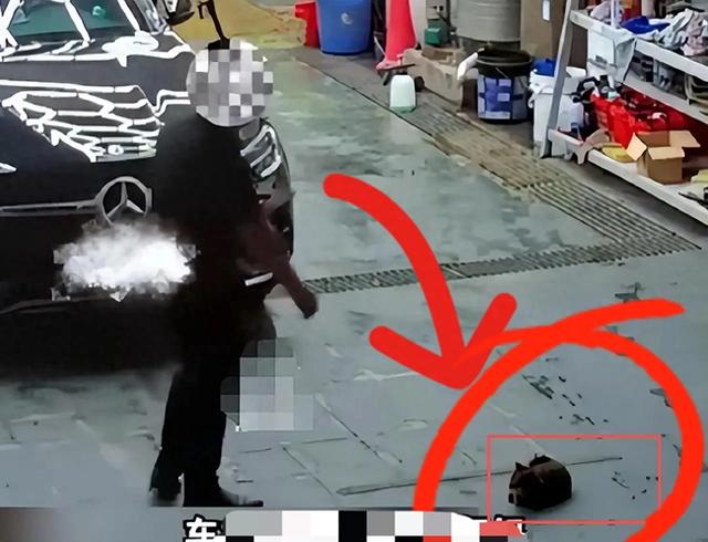 百万奔驰“杀猫男”身份疑曝光!全网愤怒，有钱就可为所欲为?_郭不语