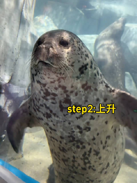 豹教你跳舞，保你看一遍就会
