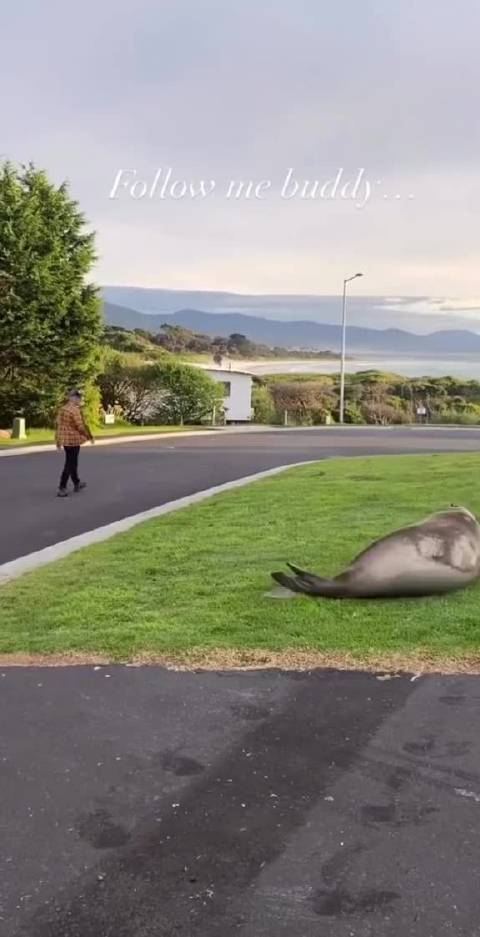 海豹QQ肠