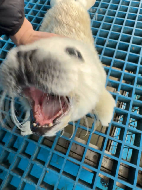 游客沉浸体验撸海豹,幼崽嗷叫索奶画面治愈