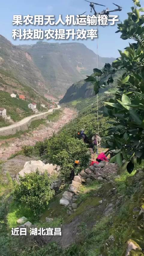 中国农民无人机运西瓜走红，科技助力高效采收