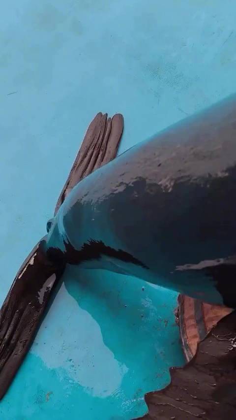 你以为海豹的皮肤是光滑的？