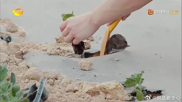 彭彭以为子枫帮他种后面的，没想到还是被嫌弃了，太搞笑了！