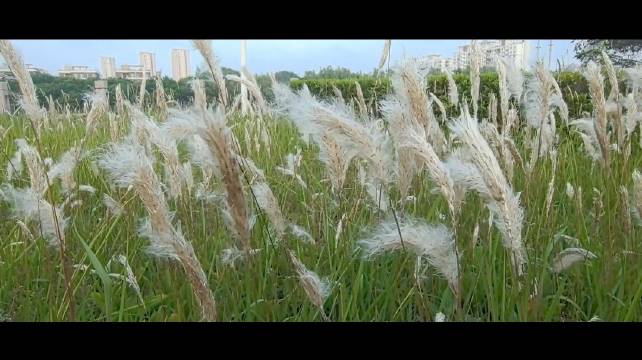 赵丽颖以作品实力淡化流量标签