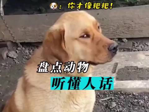 多物种无语言障碍，动物可理解人类语言
