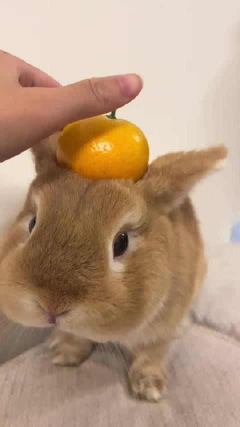 晚上直播表演一下