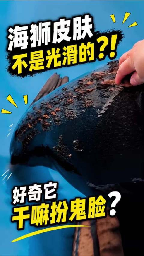 海狮外皮并非光滑近看布满纹路，扮鬼脸表情引网友好奇