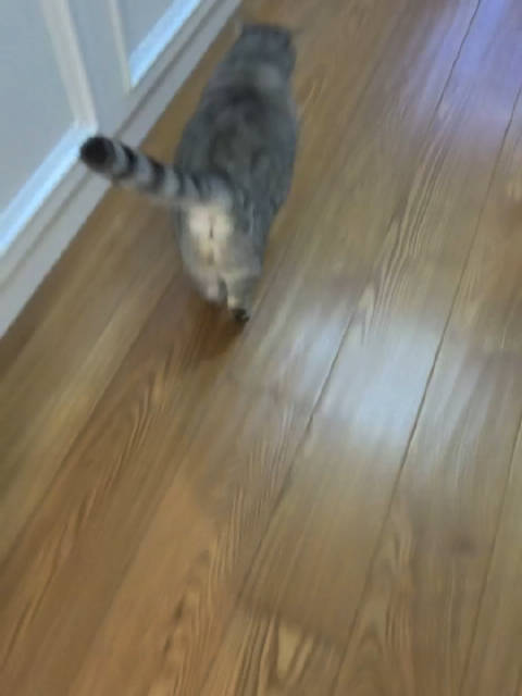 猫生信条：只要我走得够慢，主人就永远别想甩开我独自去浪，得抱着走！ 16