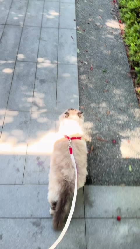 子枫携小白子出门晒太阳