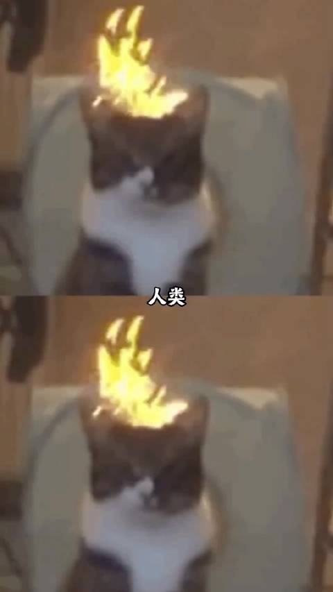 现在看大张伟关于生不生孩子这段真的舌战群儒来的！