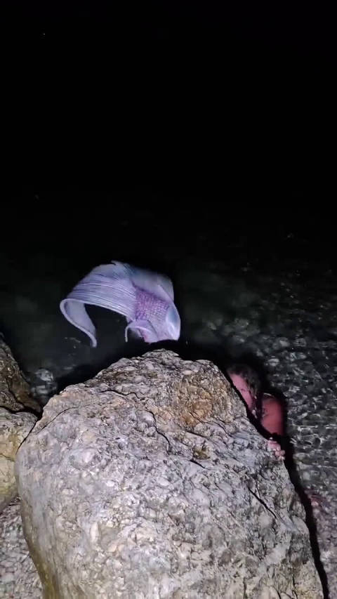 深夜偶遇美人鱼，兄弟们有眼福了