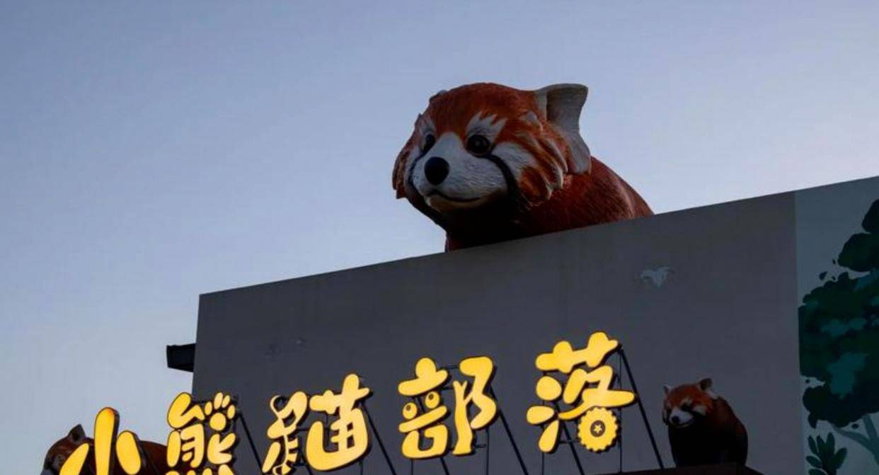 驻法兰克福总领事来观赛，东东一路小跑去打招呼，俱乐部经理的贴身保护举动让人质疑与期待国宝小熊猫应得的尊崇