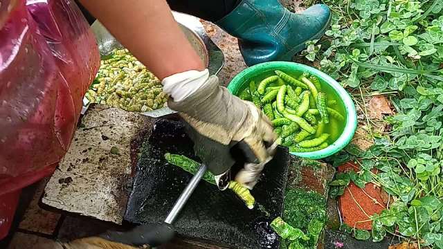 这是花千骨里面那个糖宝的原型嘛？是不是叫豆虫