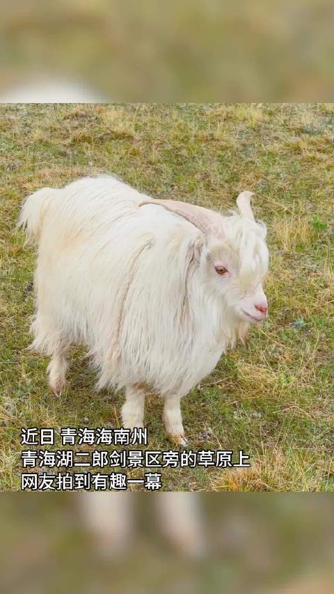 青海游客偶遇羊群围观硬派越野车