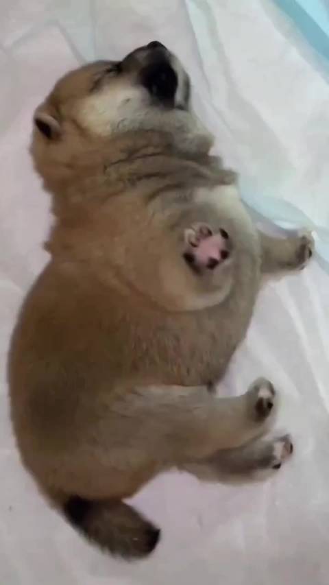 太逗了哈