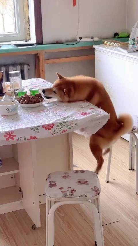 小狗偷东西被抓现行