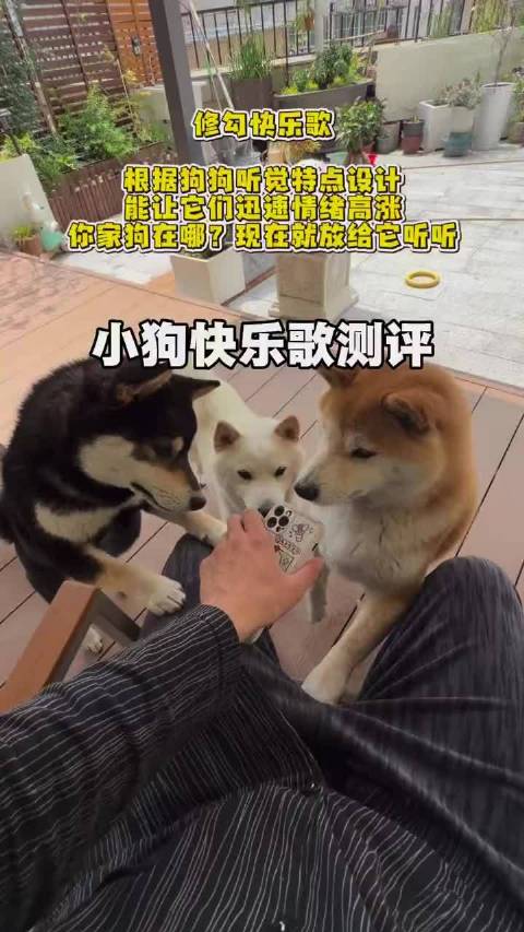 谁说小狗听不懂音乐，小狗快乐歌测评 ：柴犬F4