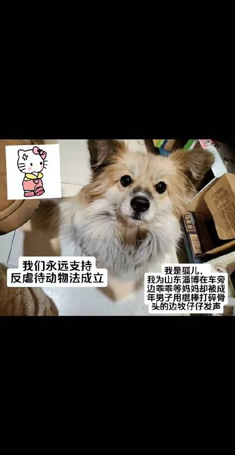 淄博男子棍击牧羊犬致骨裂,网友呼吁反虐待动物法