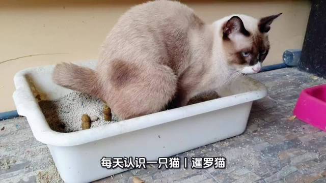 微博发起二创视频计划，每日推荐孟买猫品种