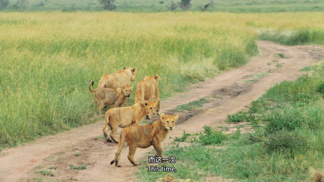 人均3万跨越肯坦两国10天safari实录