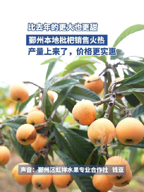 鄞州本地枇杷销售火热