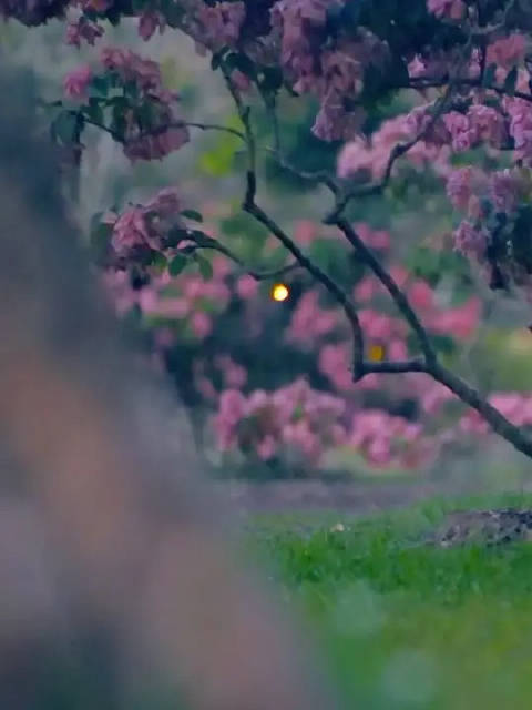 童话世界真的存在！这个夏天，想和你去看萤火虫！