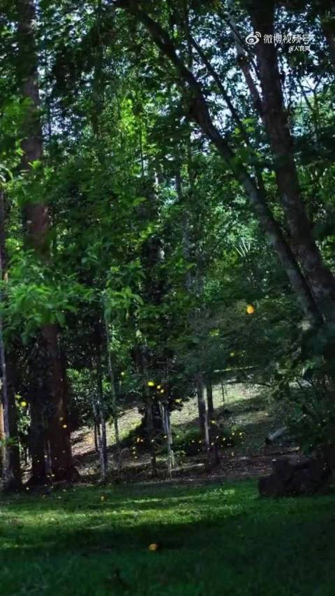 西双版纳植物园萤火虫观赏期至，马嘉祺献唱伴游