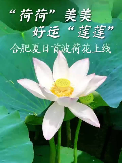 “荷荷”美美，好运“莲莲”！合肥夏日首波荷花上线