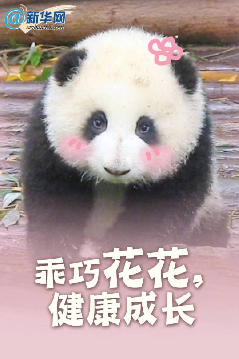 和滚滚们一起过节