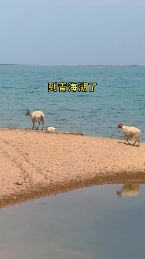 我是不是高反了？我怎么看见羊在围着车转圈呢？青海湖 传祺越7 传祺新越野