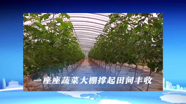 一座座蔬菜大棚撑起田间丰收