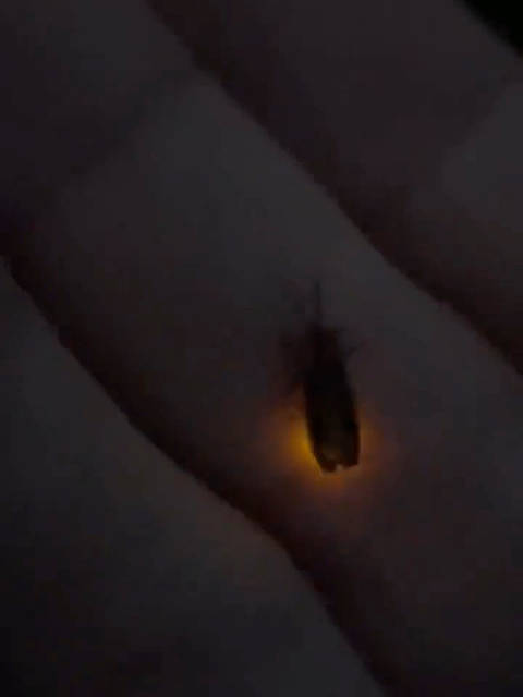 萤火虫点亮夏日记忆，你还能认出它吗