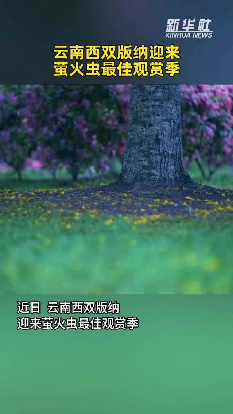 萤火虫飞舞点亮夏夜，刘宇宁歌声伴行大美中国