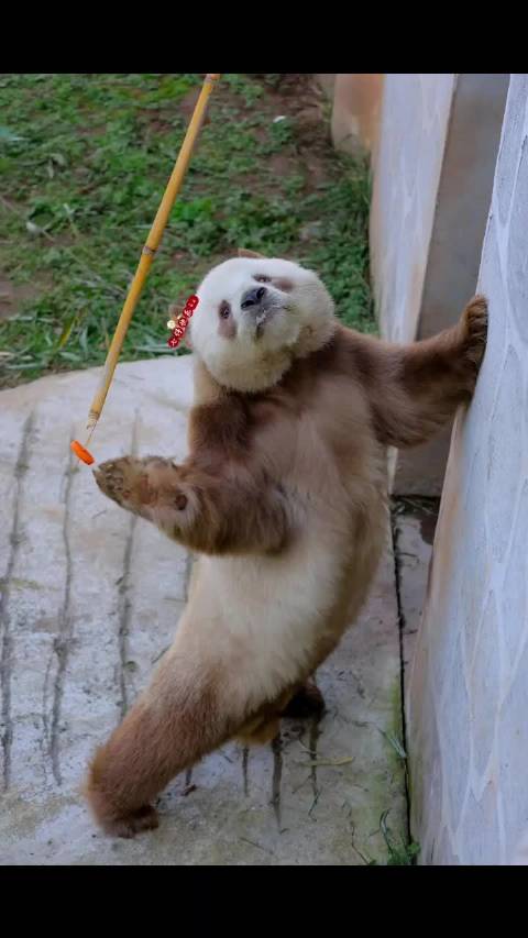 七仔仔：努力锻炼，看这认真的模样！秦岭棕色大熊猫七仔
