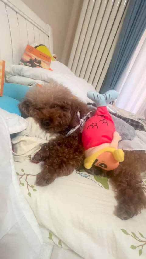 儿子六一抽的蜡笔小新盲盒，没想到还是哄睡神器