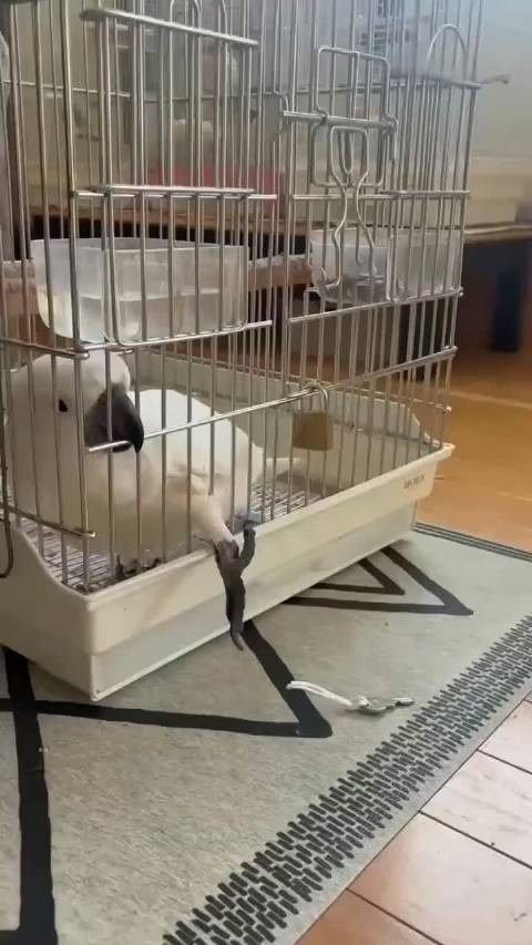 视频拍下一只鹦鹉是如何越狱的