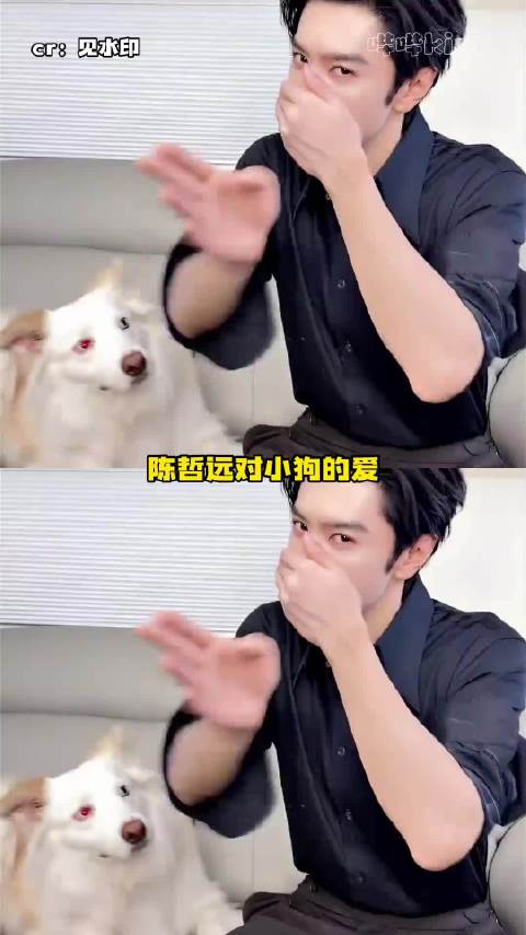 哲远人善但审丑猫 宠物 搞笑