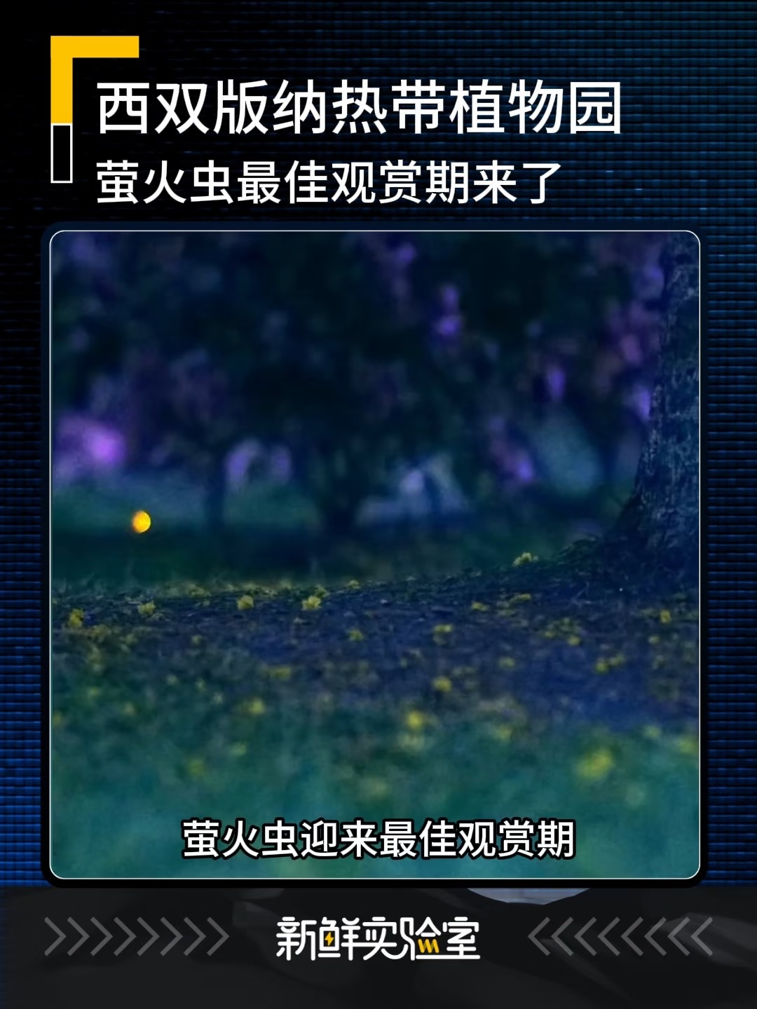 西双版纳萤火虫最佳观赏期来了！