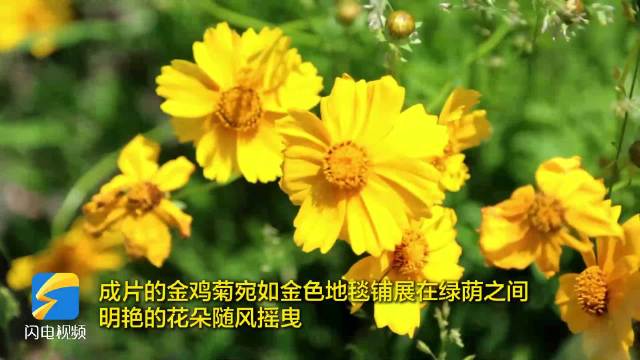 烟台蓬莱金鸡菊月季迎来盛花期
