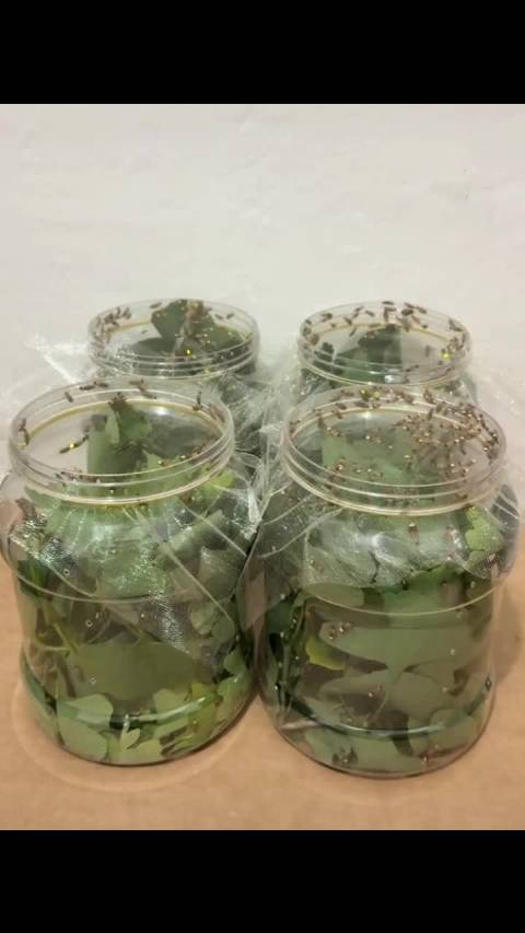 闫桉，你见过萤火虫吗？ 愿你健康，开心哦