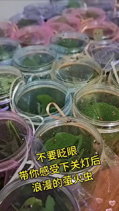 看看关灯后浪漫的萤火虫闪闪发光的样子