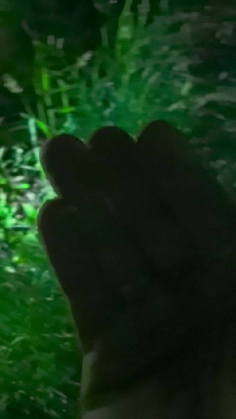 乡村花园夏夜现萤火虫