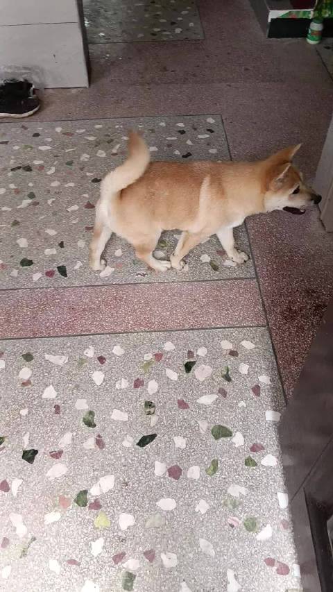 虞书欣粉丝分享外婆家被拴大狗现状