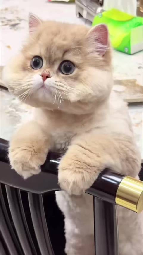 蜡笔小新脸的小猫， 难怪有人说比小猫正脸更可爱的是它的侧脸