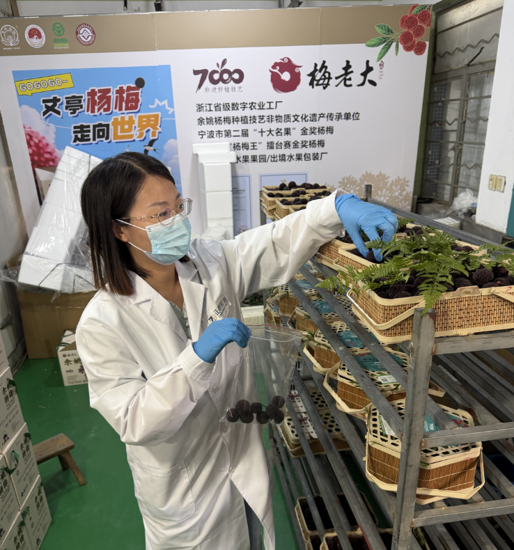 檢測人員正在隨機抽檢楊梅。新京報貝殼財經記者俞金旻 攝