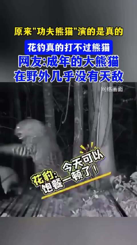 花豹不敌熊猫乌鸦偷袭反被吓游隼秒怂