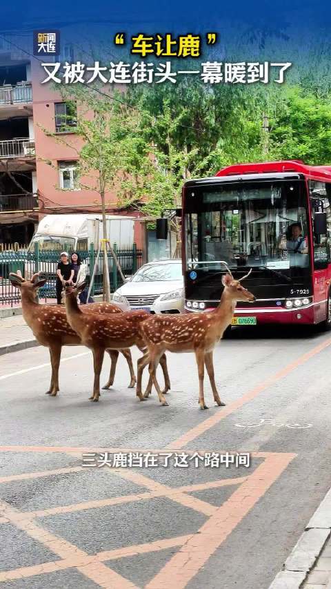 大连又现最高鹿权众司机给鹿让路