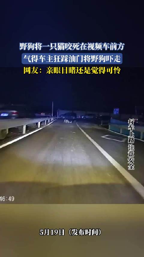 野狗咬死猫遭车主驱赶