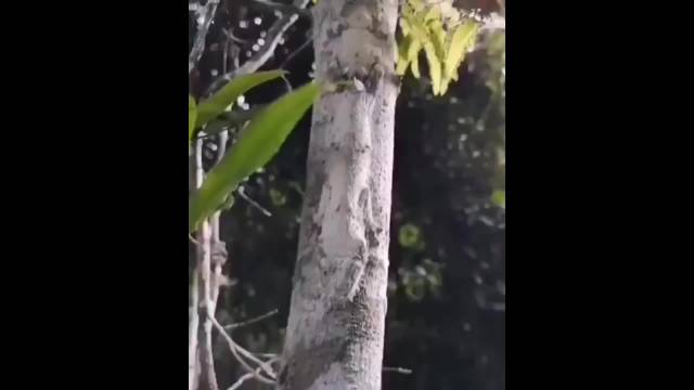 在马达加斯加的森林里，叶尾壁虎能将自己完美伪装，几乎隐身无踪